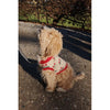 Konges Slojd Hundepullover aus Strick CHERRY one size